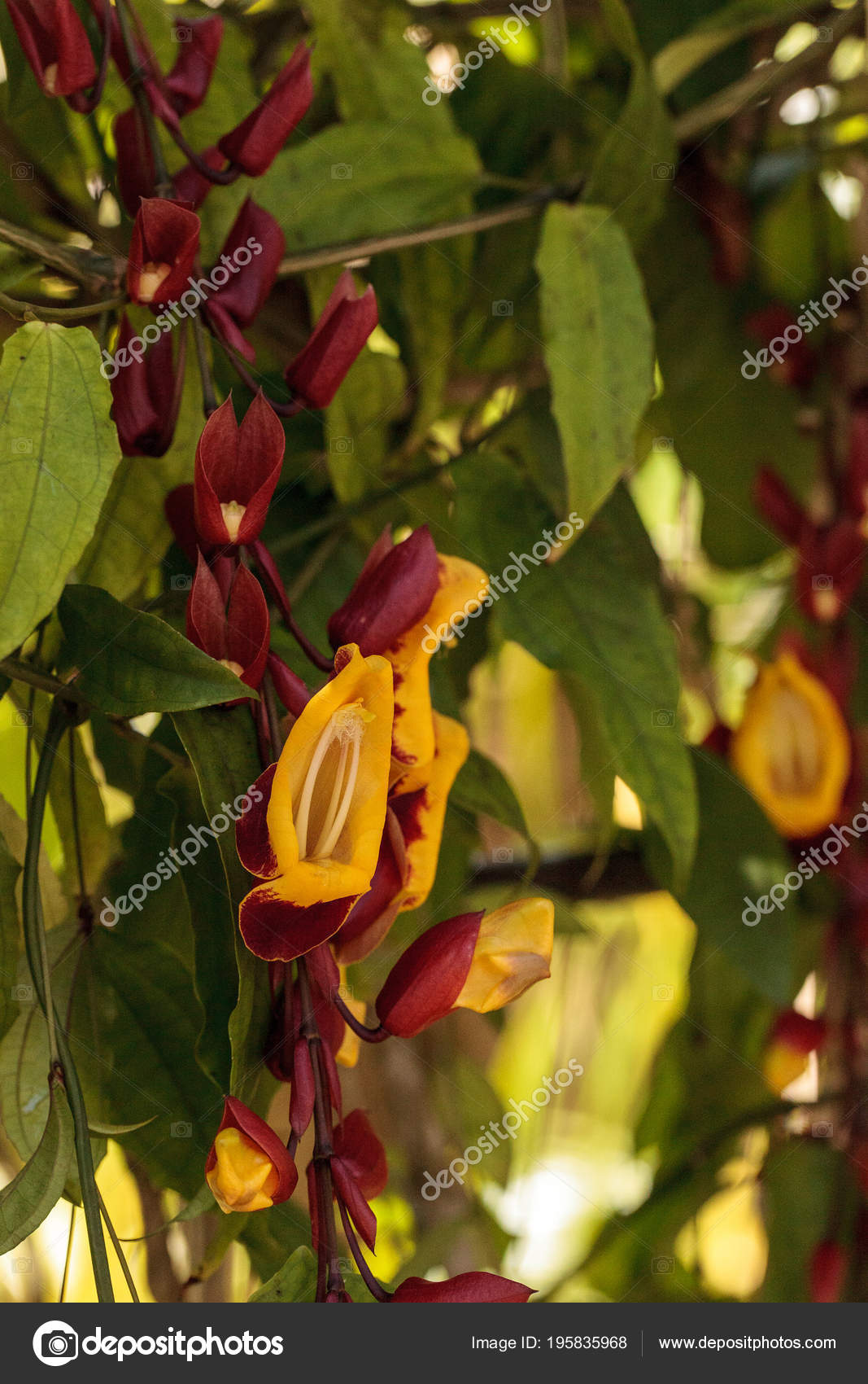 Jaune Rouge Horloge Vigne Thenbergia Mysorensis Fleurs Sur
