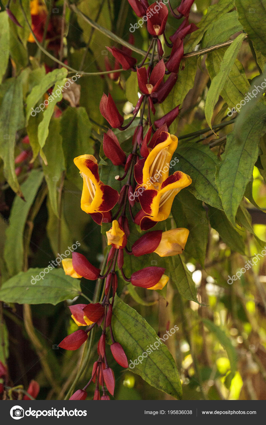 Jaune Rouge Horloge Vigne Thenbergia Mysorensis Fleurs Sur