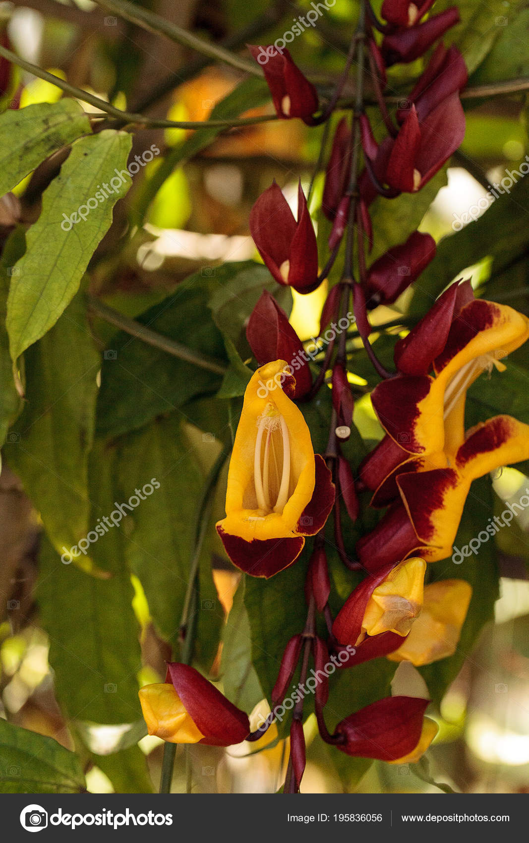 Jaune Rouge Horloge Vigne Thenbergia Mysorensis Fleurs Sur
