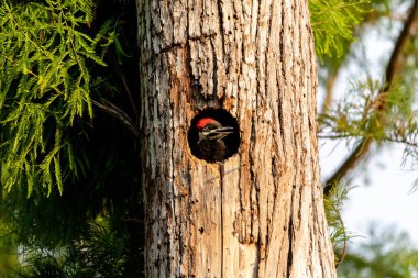 Bebek pileated ağaçkakan hatun Hylatomus pileatus onun yuva delikten iletiye göz atar ve Napoli, Florida'da beslenmeleri için bekler