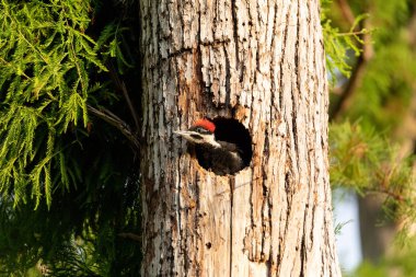 Bebek pileated ağaçkakan hatun Hylatomus pileatus onun yuva delikten iletiye göz atar ve Napoli, Florida'da beslenmeleri için bekler