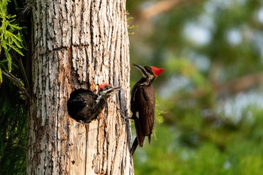 Adult pileated woodpecker Hylatomus pileatus feeds its chick as it peeks out of its nest hole in a Naples, Florida tree. clipart