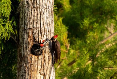 Adult pileated woodpecker Hylatomus pileatus feeds its chick as it peeks out of its nest hole in a Naples, Florida tree. clipart