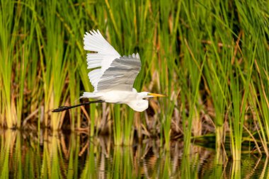 Naples, Florida sulak gölet üzerinde büyük ak balıkçıl Ardea alba kuş uçar