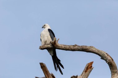 Naples, Florida ölü bir ağaç üzerinde beyaz ve gri erkek Kırlangıç kuyruklu çaylak Elanoides Drew algılamak