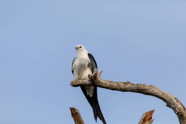 Beyaz ve gri erkek Kırlangıç kuyruklu çaylak Elanoides Drew başına