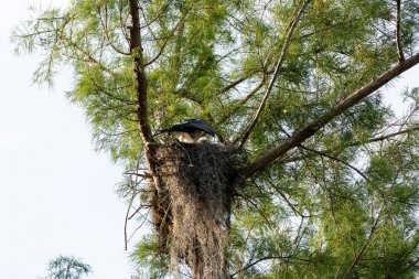 Naples, Florida bir yuvada bir Kırlangıç kuyruklu çaylak Elanoides Drew chick bulanık başkanı