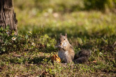 Özgürlük Parkı, Naples, Florida yemeye çimenlerin üzerinde kahverengi küçük Shermans tilki sincap Sciurus Nijer shermani oturur