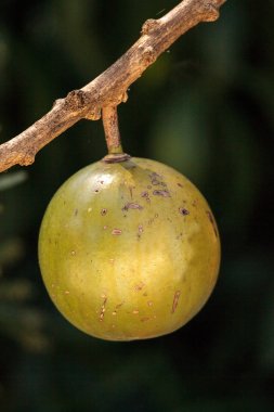 Calabash ağaç Crescentia cujete meyve kez Güney Amerika'da tabak ve bardak yapmak için kullanılır.