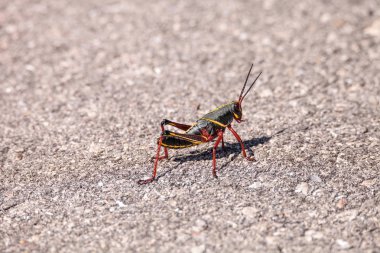 Juvenile Brown ve sarı Doğu Lubber çekirgesi Romalea microptera da Romalea guttata olarak adlandırılır.