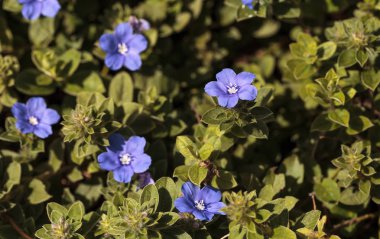 Naples, Florida bir bahçede mavi cüce sabah zafer Evolvulus çiçek çiçek