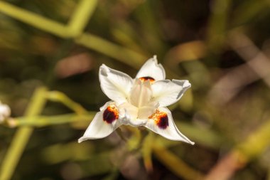 İki hafta lily de çiçek Dietes bicolor blooms Naples, Florida su bahçe beyaz iris denir