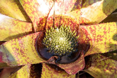 Naples, Florida bir bahçede Center'da çiçek suları bromeliad çiçekler açar.
