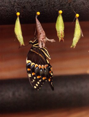 Naples, Florida, ABD bir kelebek bahçesinde bahar bir krizalid Palamedes swallowtail kelebek, Papilio palamedes, çıkar