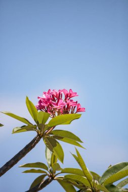 Naples, Florida mavi gökyüzü karşı Cancun pembe Plumeria çiçek çiçek