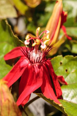 Passiflora miniata blooms bir asma Güney Florida adlı Kızıl alev kırmızı Çarkıfelek