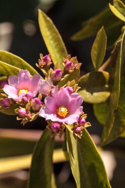 Çiçekli kaktüs Pereskia grandiflora blooms Naples, Florida bahçesinde gül