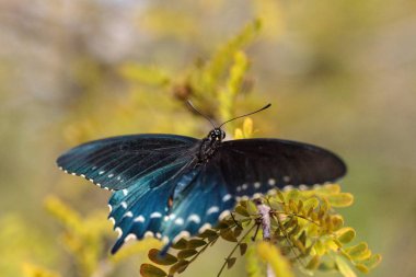 Pipevine Swallowtail kelebek Beaten philenor kanatlarını Naples, Florida bir Kelebek Bahçe