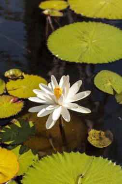 Beyaz su lily Nymphaea blooms tirbuşon bataklık kutsal Naples, Florida