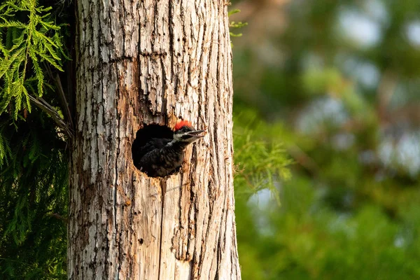 婴儿有羽冠啄木鸟小鸡 Hylatomus Pileatus 窥视它的巢洞 等待在那不勒斯 佛罗里达州喂养 — 图库照片