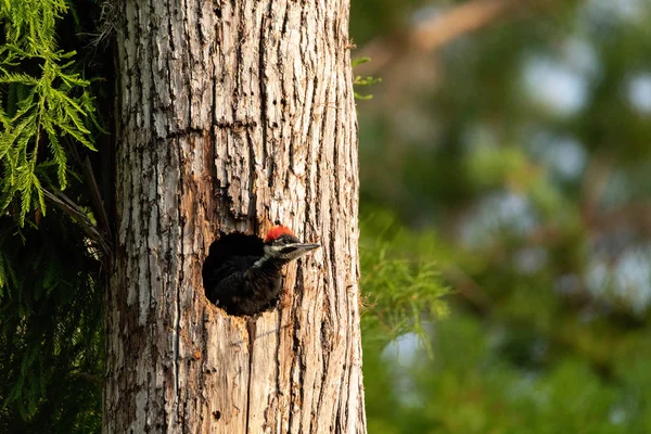 Bebê Pileated Woodpecker Pinto Hylatomus Pileatus Espreita Fora Seu Ninho — Fotografia de Stock