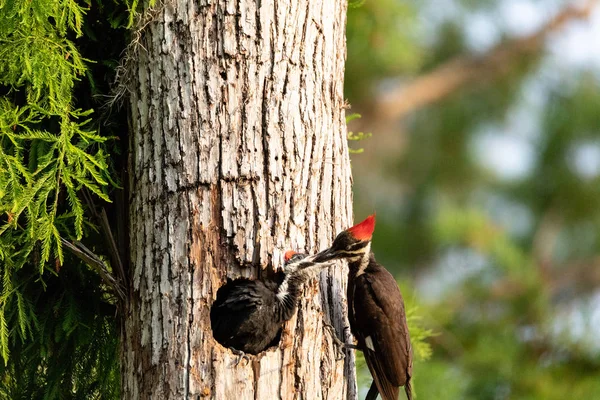 Picchio Pileato Adulto Hylatomus Pileatus Nutre Suo Pulcino Mentre Sbircia — Foto Stock