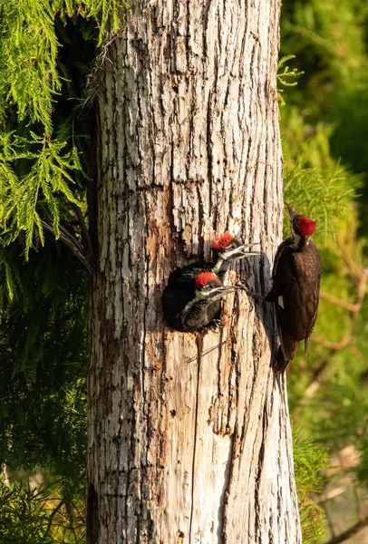 アダルト カンムリキツツキ Hylatomus Pileatus のひよこをフィードは ナポリ フロリダ州木の巣穴からがピークと — ストック写真