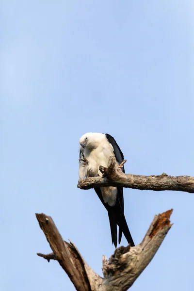 白色和灰色男性燕子尾风筝 Elanoides Forficatus 栖息在一棵死树在那不勒斯 佛罗里达州 — 图库照片