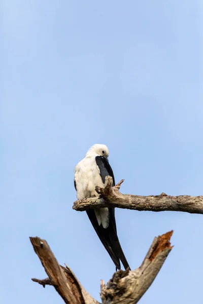 ชายผ วขาวและส เทาว าวหางกล Elanoides Forficatus Perches บนต นไม ตายแล — ภาพถ่ายสต็อก