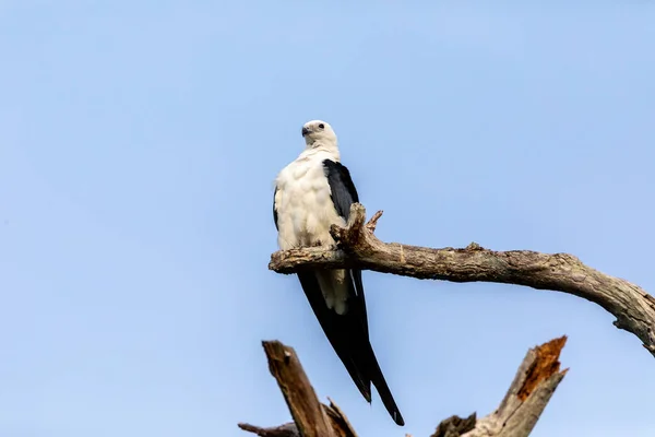 白色和灰色男性燕子尾风筝 Elanoides Forficatus 栖息在一棵死树在那不勒斯 佛罗里达州 — 图库照片