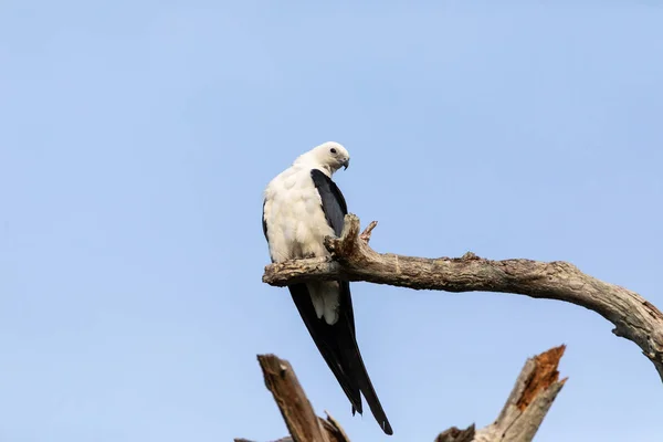 白色和灰色男性燕子尾风筝 Elanoides Forficatus 栖息在一棵死树在那不勒斯 佛罗里达州 — 图库照片