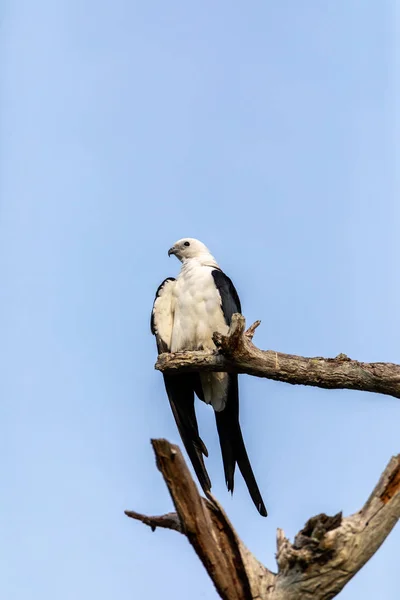Branco Cinza Macho Andorinha Cauda Papagaio Elanoides Forficatus Poleiros Uma — Fotografia de Stock