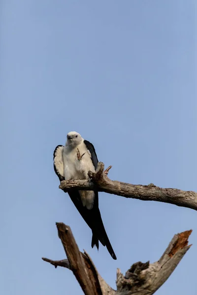 Cometa Blanca Gris Con Cola Golondrina Elanoides Forficatus Posa Sobre — Foto de Stock