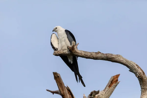 Branco Cinza Macho Andorinha Cauda Papagaio Elanoides Forficatus Poleiros Uma — Fotografia de Stock