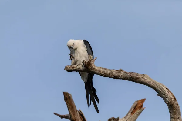 White and grey male swallow-tailed kite Elanoides forficatus per — Stock Photo, Image