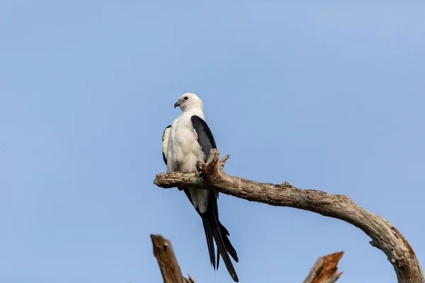 白色和灰色男性燕子尾风筝 Elanoides Forficatus 栖息在一棵死树在那不勒斯 佛罗里达州 — 图库照片