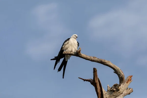 White Grey Male Swallow Tailed Kite Elanoides Forficatus Perches Dead — Stock Photo, Image