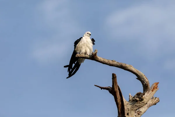 White and grey male swallow-tailed kite Elanoides forficatus per — Stock Photo, Image