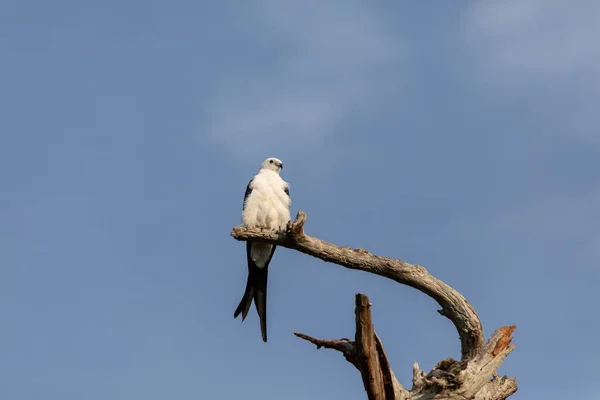 Witte Grijze Zwaluwstaartwouw Mannelijke Elanoides Forficatus Perches Een Dode Boom — Stockfoto