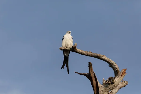 白色和灰色男性燕子尾风筝 Elanoides Forficatus 栖息在一棵死树在那不勒斯 佛罗里达州 — 图库照片