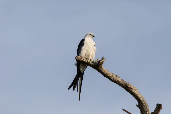 白色和灰色男性燕子尾风筝 Elanoides Forficatus 栖息在一棵死树在那不勒斯 佛罗里达州 — 图库照片