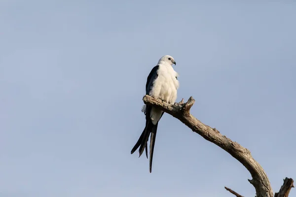 Witte Grijze Zwaluwstaartwouw Mannelijke Elanoides Forficatus Perches Een Dode Boom — Stockfoto