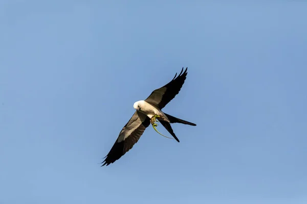 Cometa Cola Golondrina Voladora Elanoides Forficatus Con Anol Caballero Cubano — Foto de Stock