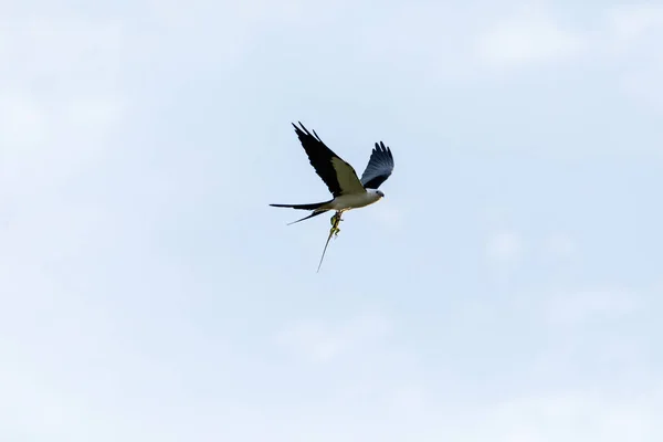 Vliegende Zwaluwstaartvlieger Elanoides Forficatus Met Een Cubaanse Ridder Anole Zijn — Stockfoto