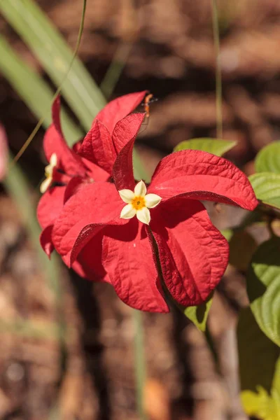 Ashanti Vér Mussaenda Erythrophylla Virág Virágzik Kertben Floridai Naples Ben — Stock Fotó