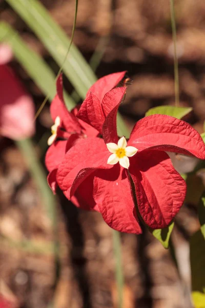 Ashanti Vér Mussaenda Erythrophylla Virág Virágzik Kertben Floridai Naples Ben — Stock Fotó