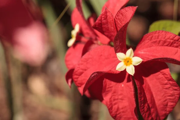Ashanti Blood Mussaenda Erythrophylla Flower Blooms Garden Naples Florida — Stock Photo, Image