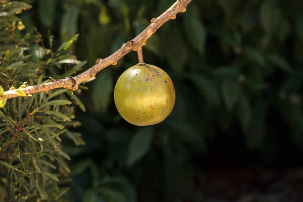 Frutas Árvore Calabash Crescentia Cujete Muitas Vezes Usado Para Fazer — Fotografia de Stock