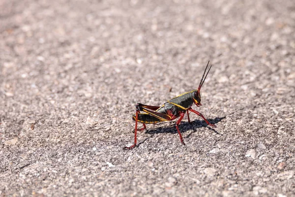 Juvenile Brown Yellow Eastern Lubber Grasshopper Romalea Microptera Also Called — Stock Photo, Image