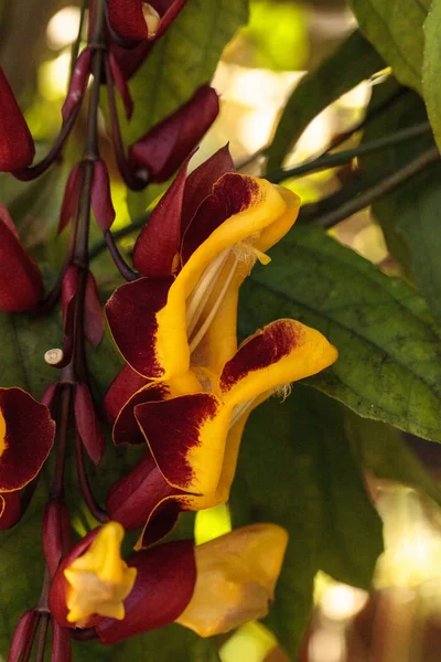 Yellow and red clock vine Thenbergia mysorensis flowers on a long vine bloom in a garden in Naples, Florida